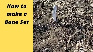 The Bone Set for Coyotes and Bobcats