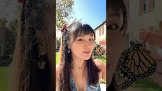 bittersweet butterfly update 🦋✨