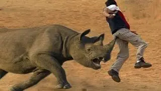 Rhino Attack Caught on Camera 😱 | One Step From Disaster
