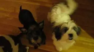Ace, Lucy & Ally got up with me at 5 A M this morning  By Eldad Hagar