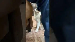 Cats are fun to be with! 😍🐈 #funny #petlover #shortvideo #cat #cute