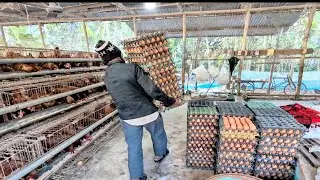Farm to Market: How We Sell Fresh Eggs Daily from Our Small Poultry Farm | Egg farming 