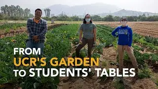 UCR's garden feeds students