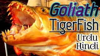 GOLIATH TIGERFISH in Urdu-Hindi | observativecontentvalley | OCV