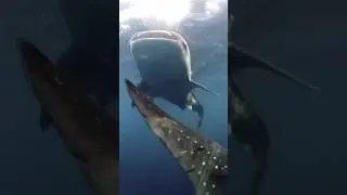 Whale shark traffic #lovewildlife #lovesharks #whaleshark ##whalewatching #whale #island