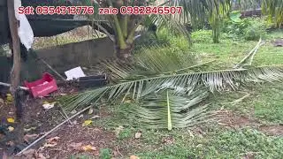 Mảnh vườn sầu riêng cây ăn trái  đặc biệt có 800m tc #nha đất #muabandatgiare #