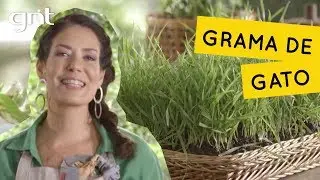 Como fazer grama comestível para gatos | Jardinagem | Gabi Pileggi