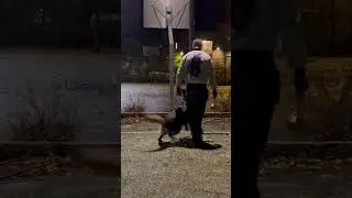 Competitive heeling #germanshepherd #igp #pets #dog #viking #sports