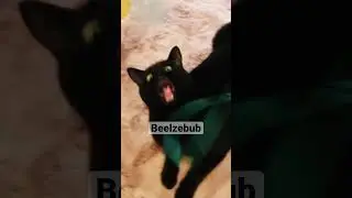 #expression #funny #cats #cat #blackcat #blackcats #handsomecat