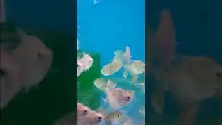 Pune's Best Aquarium & Pet Shop