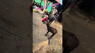 buffalo farm dairy milk 🫙😱🔥 Mega #buffalovideo#buffaloreels#buffalolove#buffalolife#buffalopower