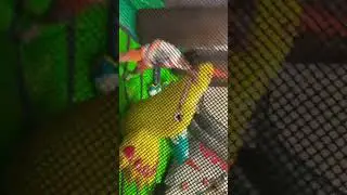 Carson fights a dinosaur