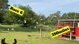 Racing Pigeons, Old Birds Season 2025