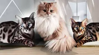 Top 10 Most Intelligent Cat Breeds