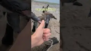 Канадская армия гусей