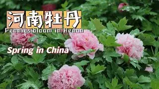 【Spring in China】河南洛阳：牡丹争奇斗艳 美景惊艳时光/Peonies compete for beauty and bloom, the scenery is amazing