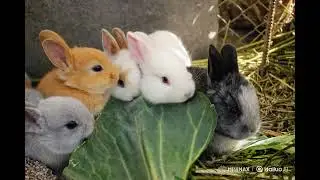 Baby Bunnies Munching on Greens Will Melt Your Heart #rabbit #funny #memes #viral