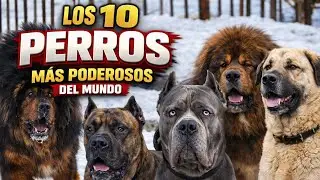 &iexcl;Los 10 perros m&aacute;s poderosos del mundo! #perros #poderosos 