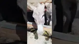 Небольшая музыкальная пауза о приюта Четыре лапы Ташкент 