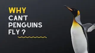 Real reason behind penguins' flightlessness