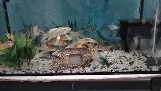 best display 