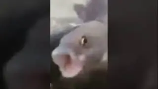 Fish fart scream meme (fish scream fart meme)
