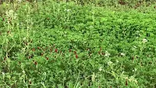 Benefits of Crimson Clover