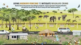 🐘हाथी से बचाएगी मधुमक्खी🐝 using Beehive Fencing #jharkhand  #technology #elephantattack #mrbeen