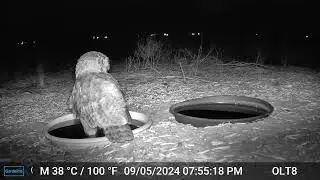 When A Barn Owl And Great Horned Owl Meet