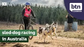 Sled-dog racing in Australia that kids can do too - Behind the News