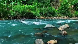 Nature Ambience: Blue River & Green Jungle for Calm and Stress Relief