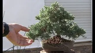 Bonsai Zero Sonare - Moyogi a maceta definitiva