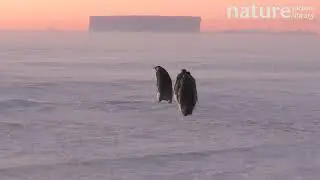 Female Emperor penguins leaving the colony, walking towards a distant iceberg, Atka Bay, Antarctica