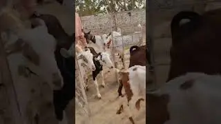 #Teddy #Goats Market More milk-giving goats 03037003864 Teddy Goat Market 3 November 2022