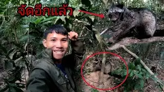 The wild boar trap has been set up and the animal has been spotted. / ກັບດັກຫມູທຳງານແລ້ວ