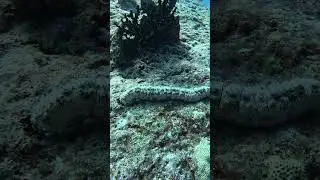 Морской огурец Греффа / Pearsonothuria graeffei
