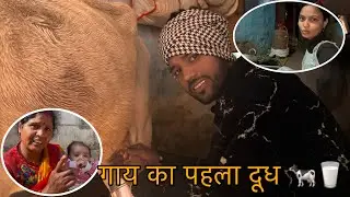 गाय का पहला दूध 🐄🥛||#devrj #tending @DevRj017 