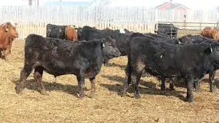 Brock & Garett Thompson   725 lb steers