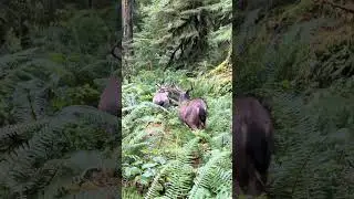 Deer at Marymere Falls Trailhead (2026-01-18, Olympic National Park, WA) [4K]