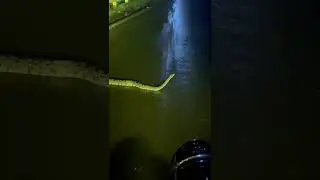 8 feet Rock Python on Highway #snake #mumbai #python