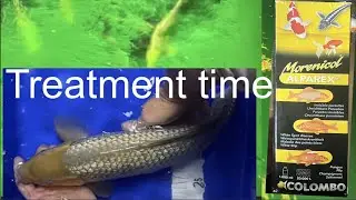 Treatment time ALPAREX for trichodina and the ADAM BYER grow on&rsquo;s update #koi #treatment #alparex