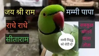 Parrot talking jai shree ram| Parrot talking radhe radhe| Parrot talking sita ram| मम्मी पापा |🌹♥️👌