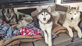 ОДНА ИЗ ЭТИХ СОБАК НЕ СПАЛА ВСЮ НОЧЬ!