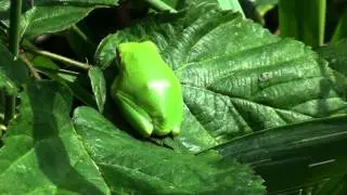 Boomkikker