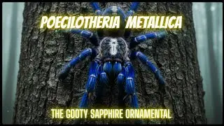 Poecilotheria Metallica, Гути-сапфир декоративный Уход и уход