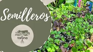 SEMILLEROS de Invierno🌱🪴