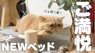 新しいベッドを貢がれてご満悦の猫【エキゾチックショートヘア/マンチカン】