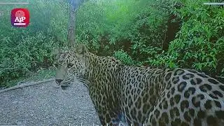 Margalla Hills Kingdom of Leopards, wildlife tourism in Islamabad