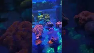 Feeding Acanthastrea Corals 🍽️ | Ultra Polyp Response! 🎥  #Acancoral #Coral #aquarium #reef