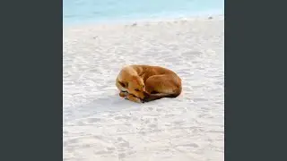 Gentle Tides for Tail's Wagging